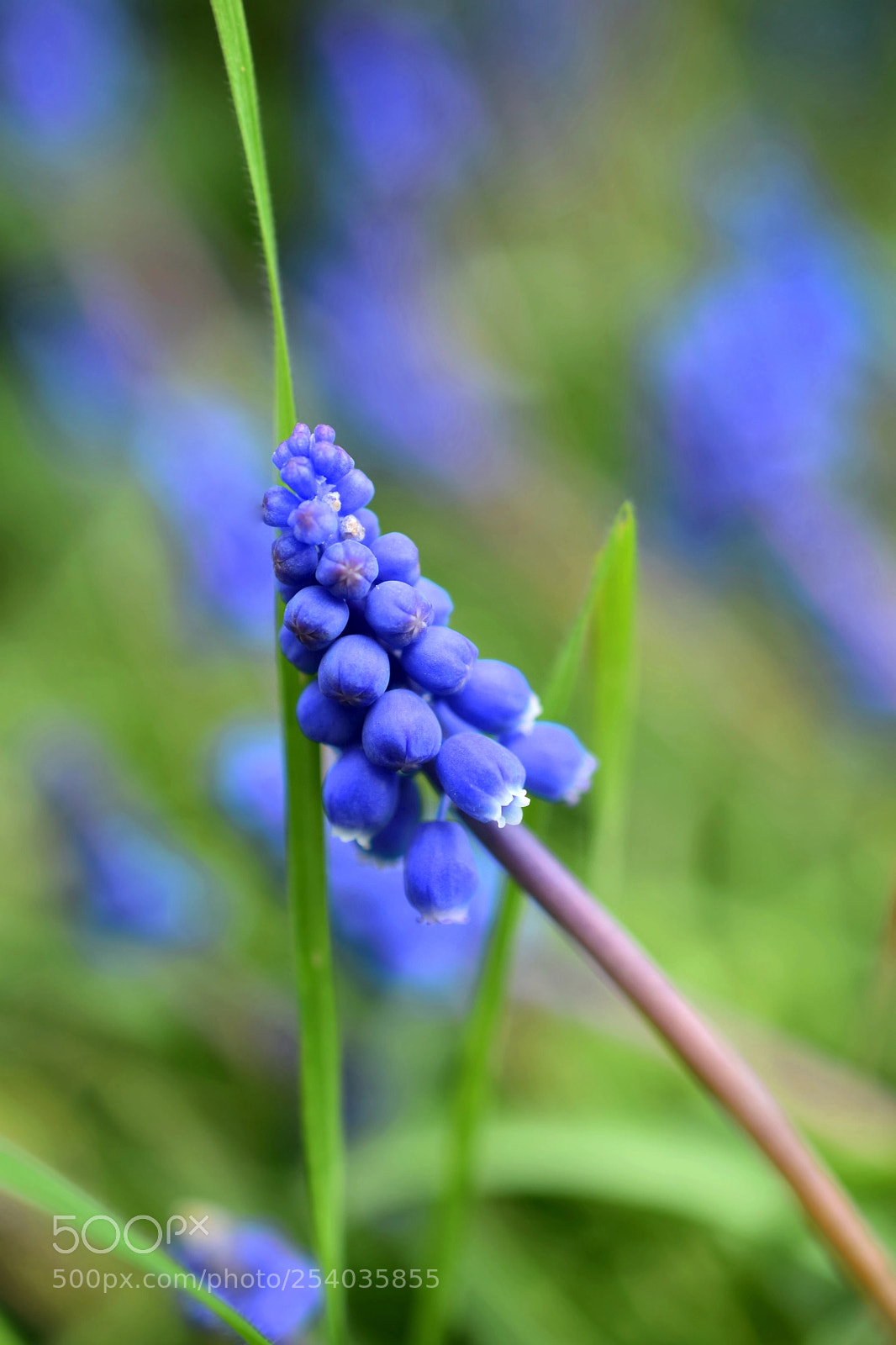 Nikon D5300 sample photo. In our garden photography