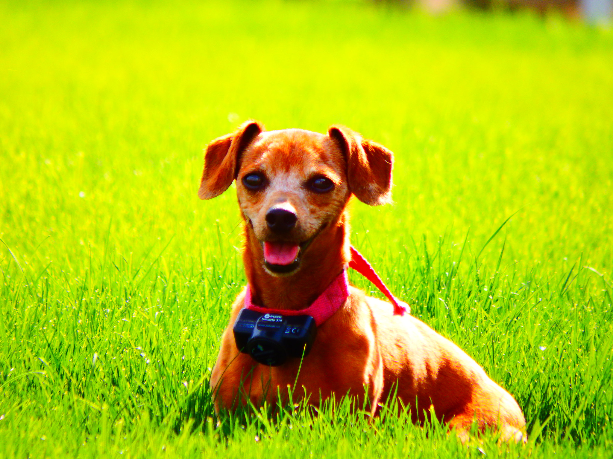 Fujifilm FinePix SL1000 sample photo. Hank photography