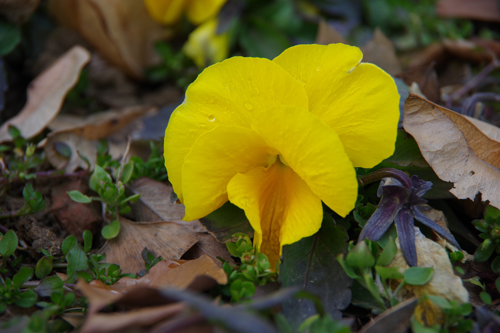 Pentax K-70 sample photo. 绽放 photography