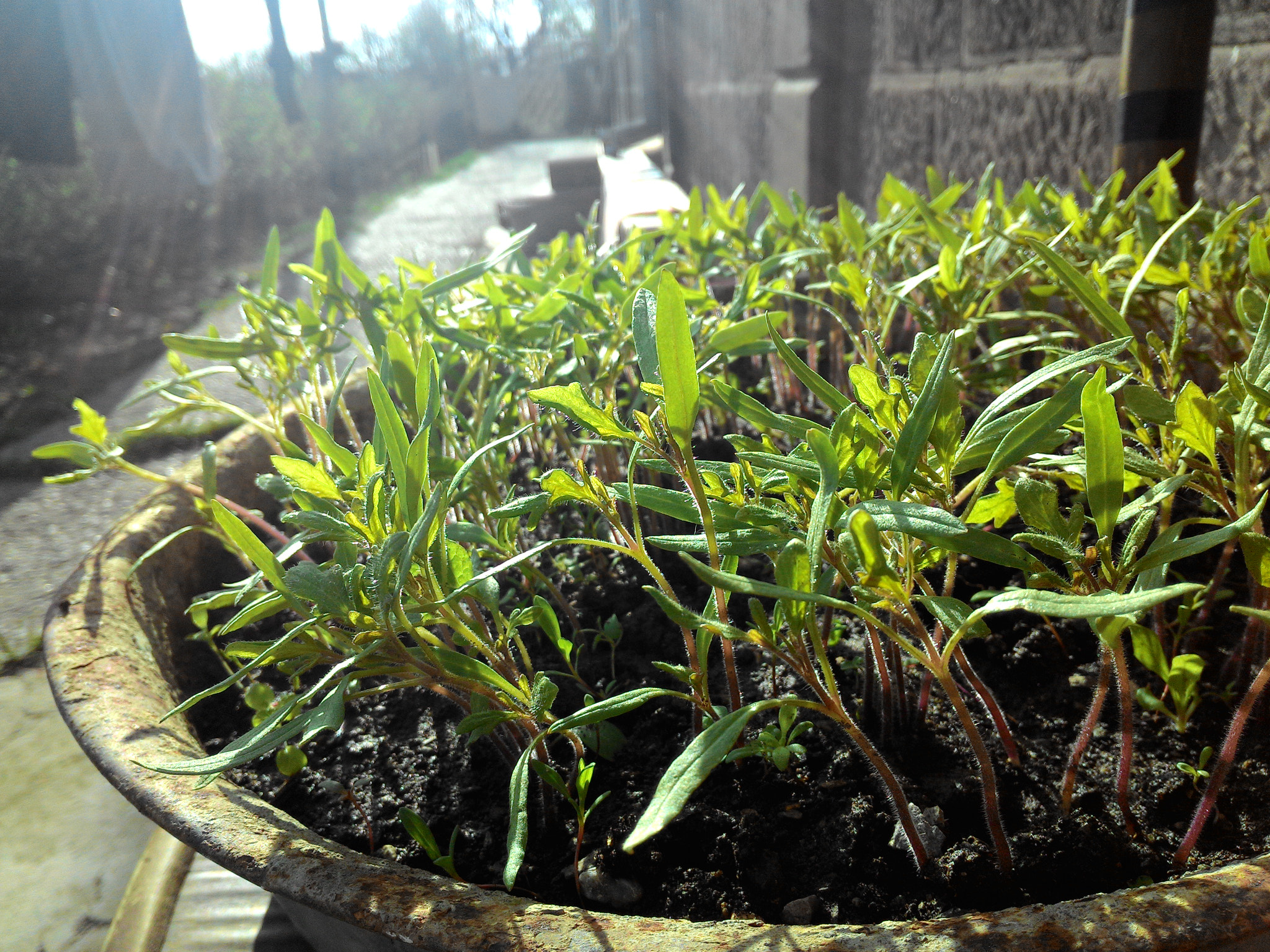 ASUS Z002 sample photo. Tomato seedlings ) photography