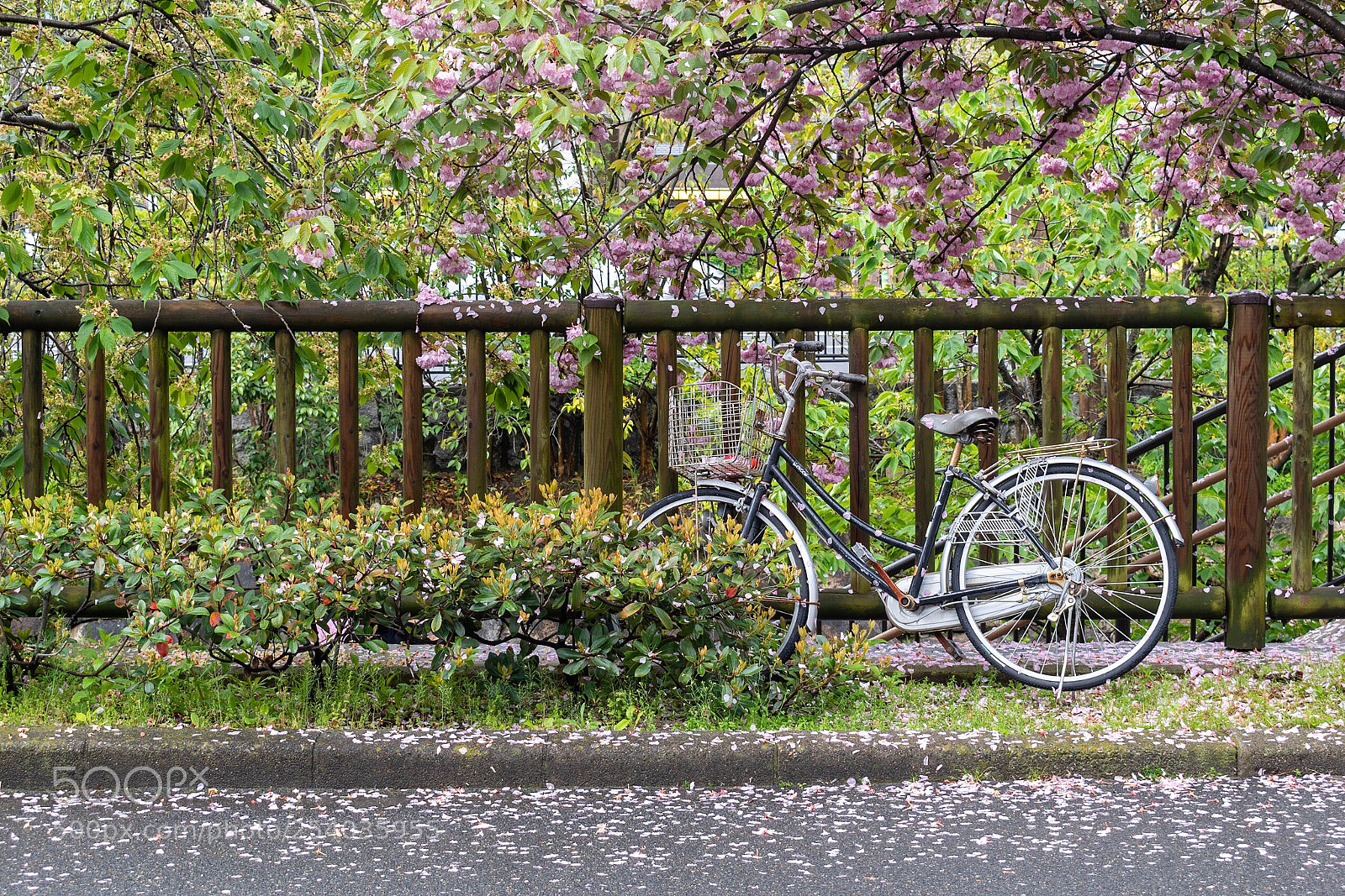 Nikon D5600 sample photo. Kyoto photography