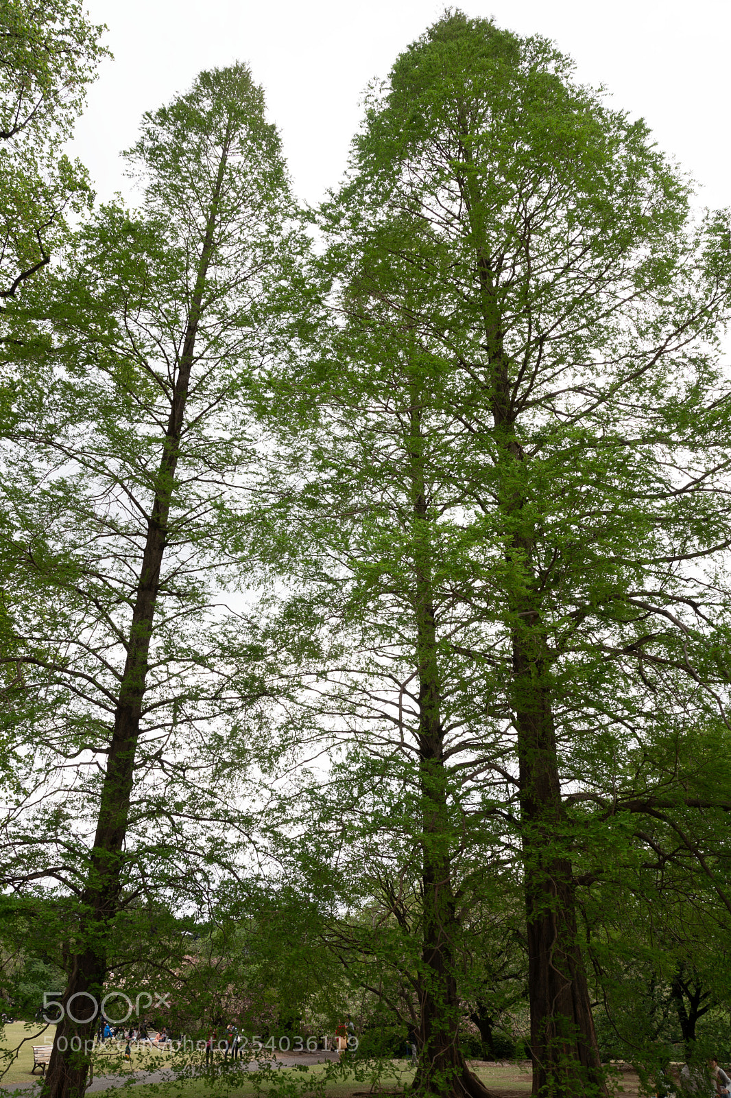Sony a9 sample photo. Tall trees photography