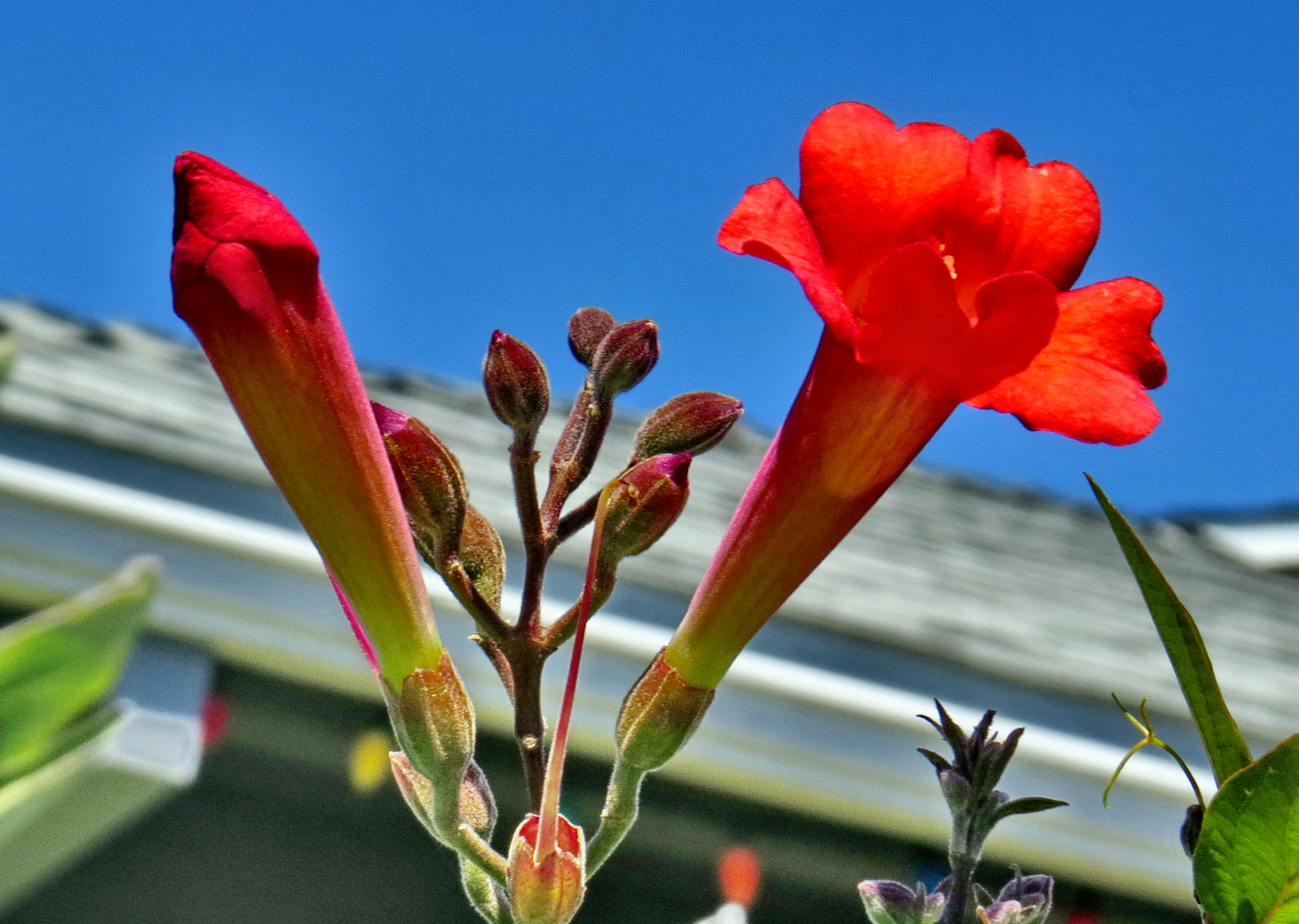 Canon PowerShot SX50 HS + 4.3 - 215.0 mm sample photo. A red flower in the garden photography