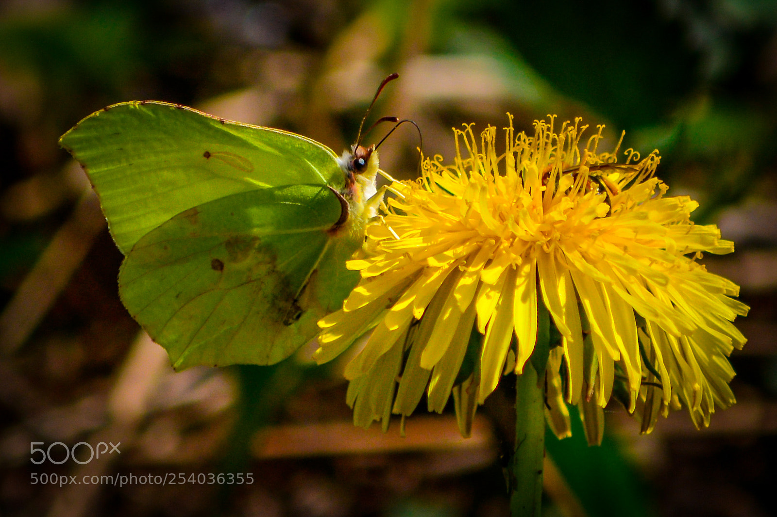 Nikon D7100 sample photo. Find the bee photography