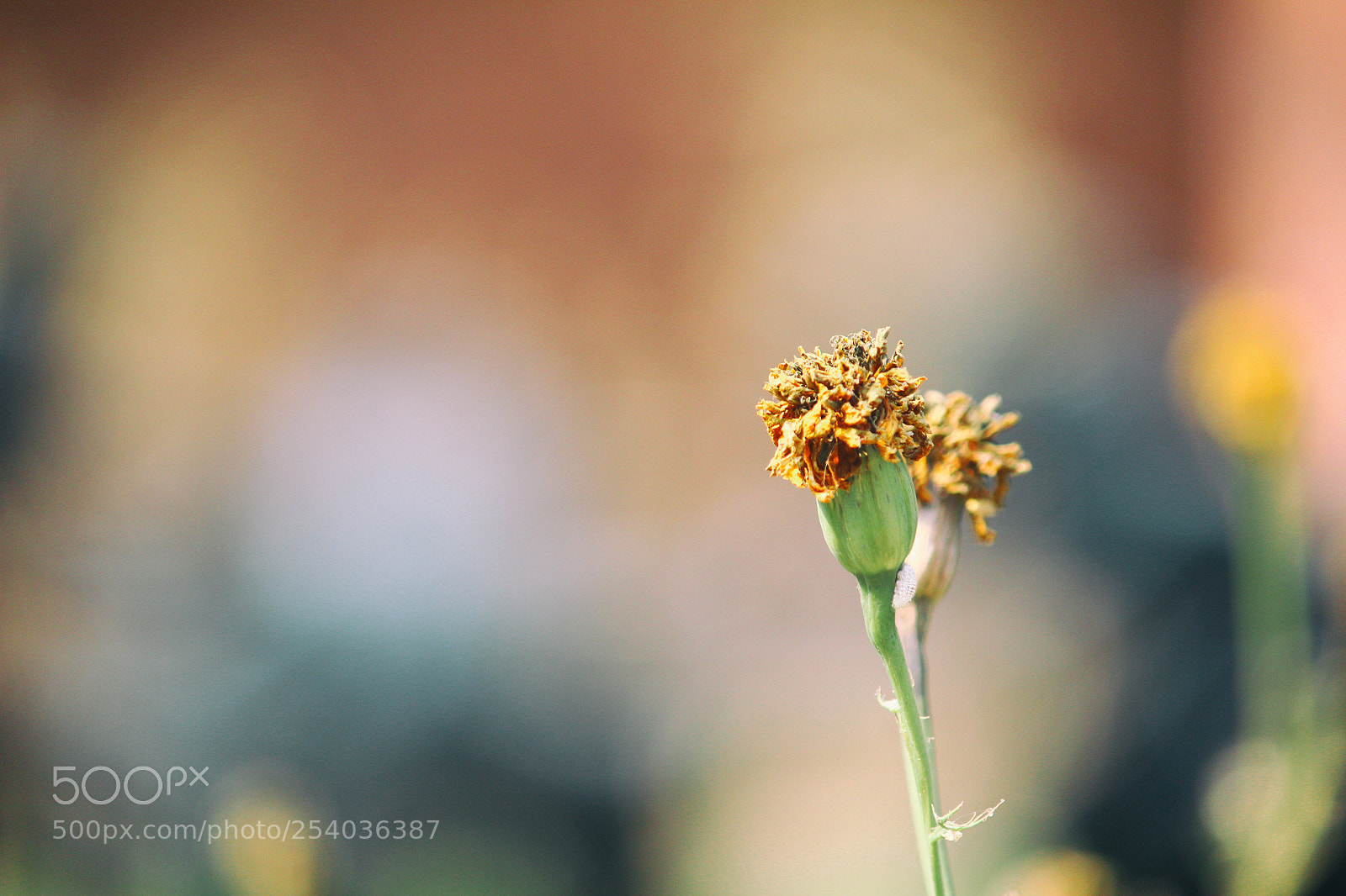 Canon EOS 600D (Rebel EOS T3i / EOS Kiss X5) sample photo. The decayed marigold photography