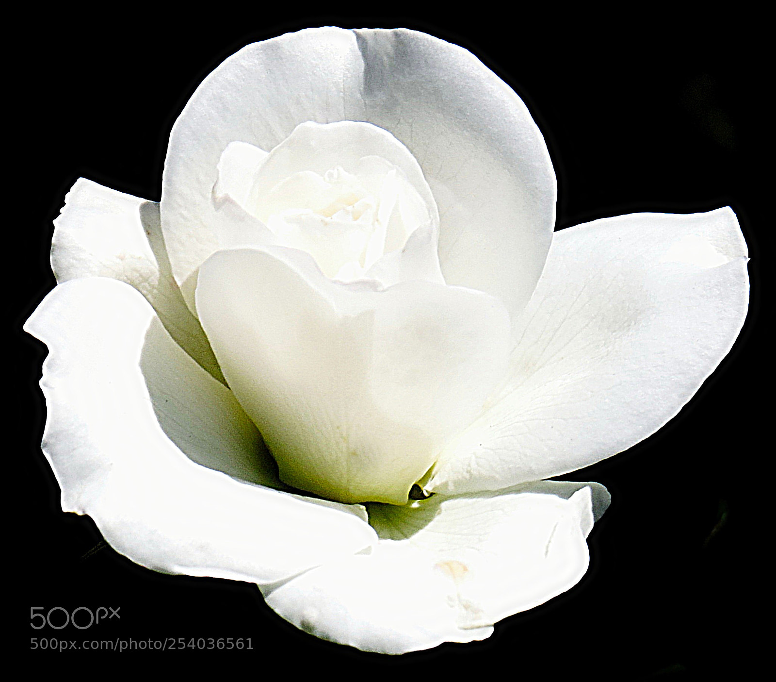 Canon PowerShot SX50 HS sample photo. A white carnation flower photography