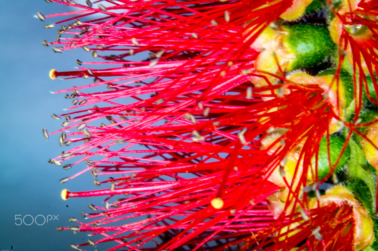 Samsung NX20 sample photo. Close-up photography