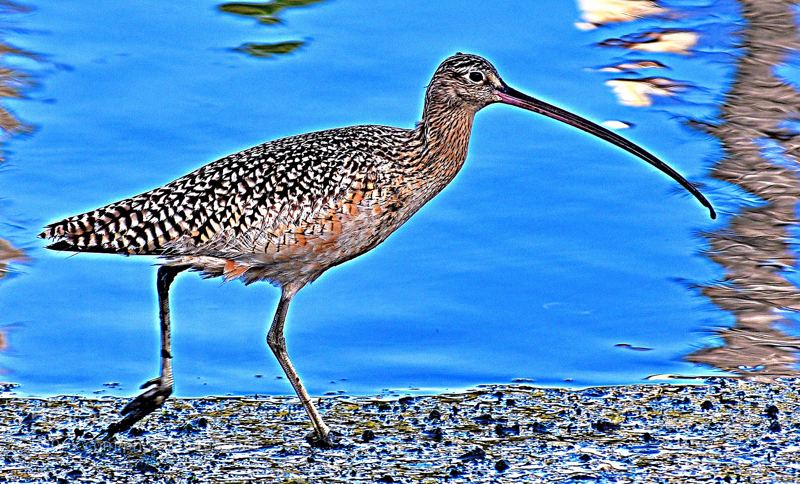 Nikon D7200 sample photo. A brown seabird walking photography