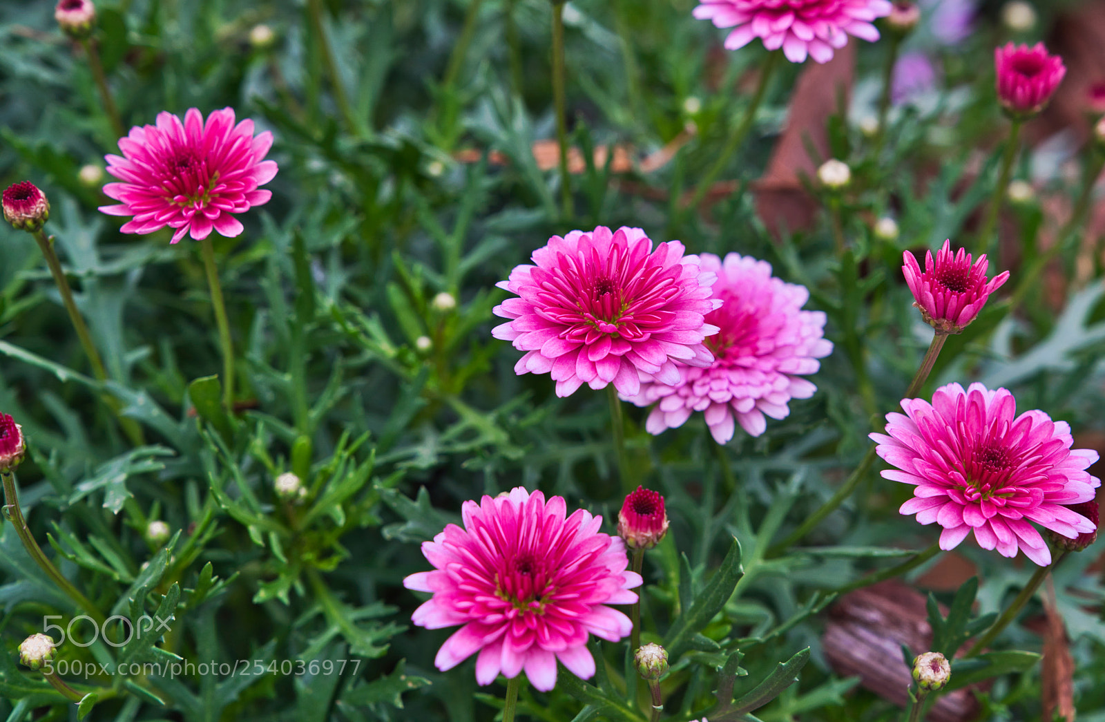 Sony a7R III sample photo. Little flowers photography