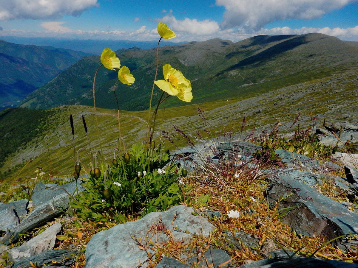 Nikon Coolpix AW120 sample photo. Russia. mountain altai. yellow poppy photography
