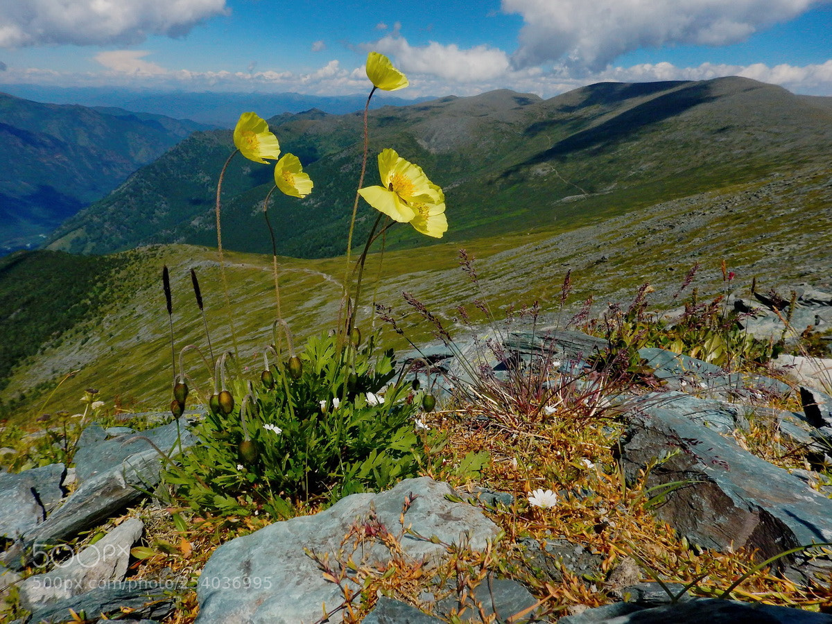 Nikon Coolpix AW120 sample photo. "Russia. mountain altai. yellow" photography