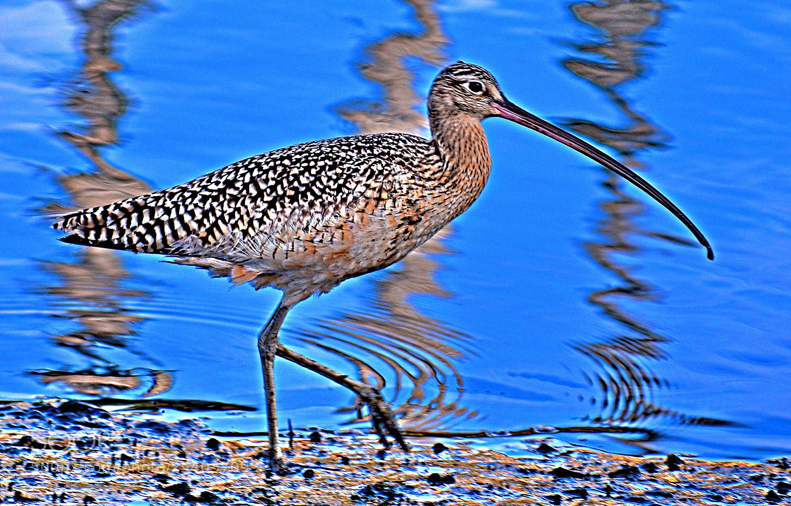 Nikon D7200 sample photo. A brown seabird walking photography