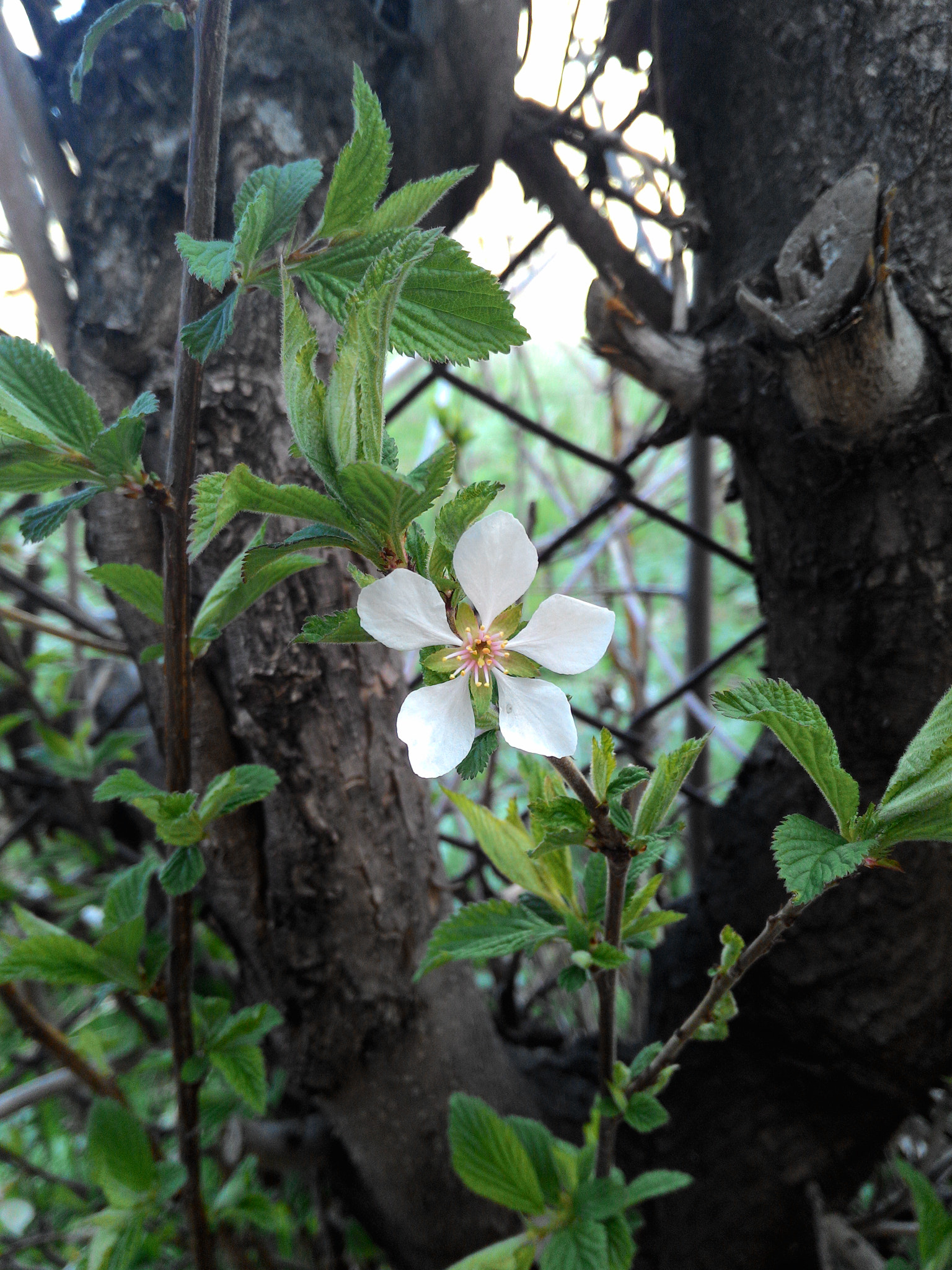 ASUS Z002 sample photo. This tree flower) photography