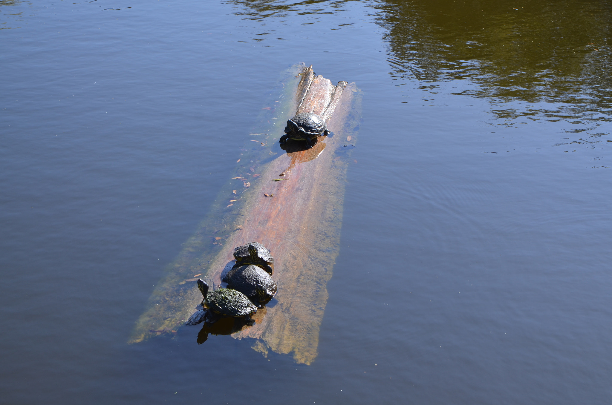 Nikon D7000 sample photo. Turtles sun bathing photography