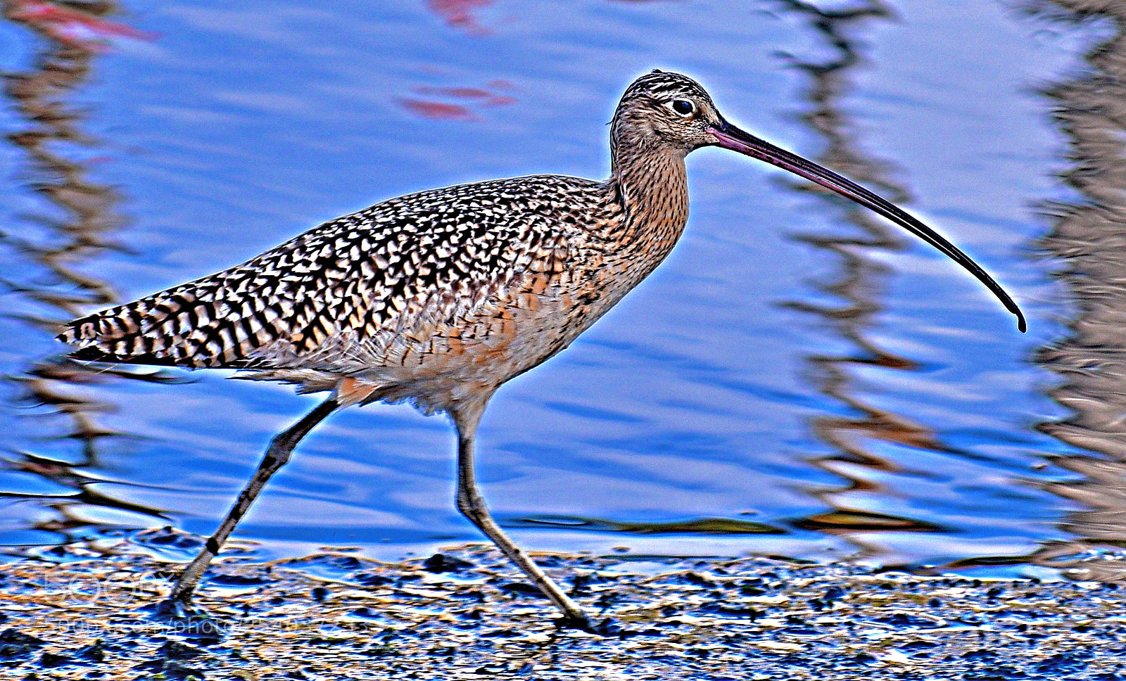 Nikon D7200 sample photo. A brown seabird walking photography