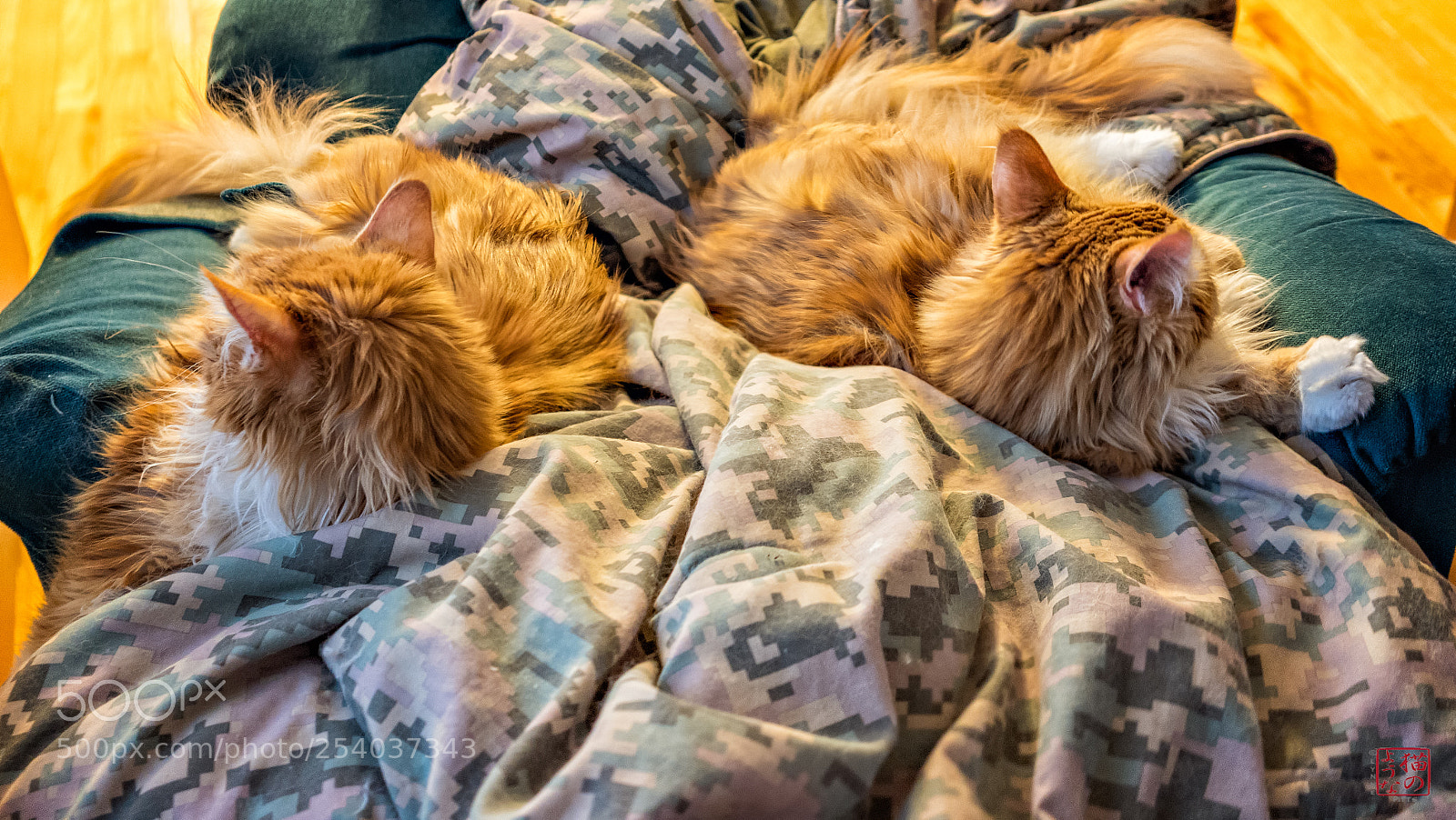 Sony a7 III sample photo. Detente photography