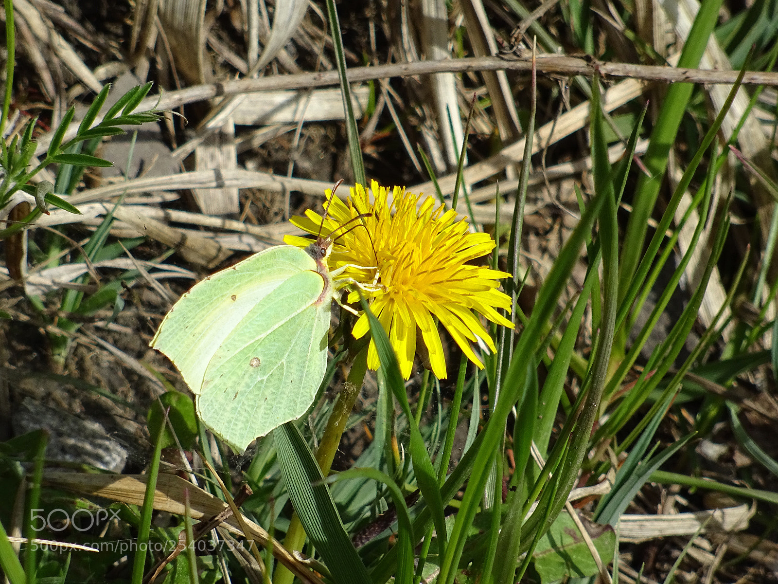 Sony DSC-HX60V sample photo. Butterfly photography