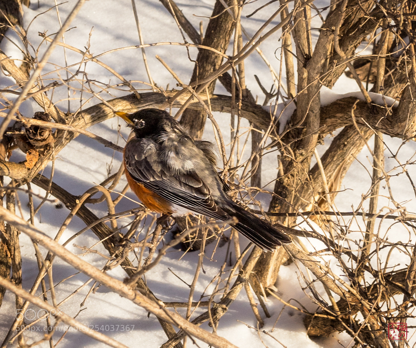 Sony a7 III sample photo. The early bird gets photography