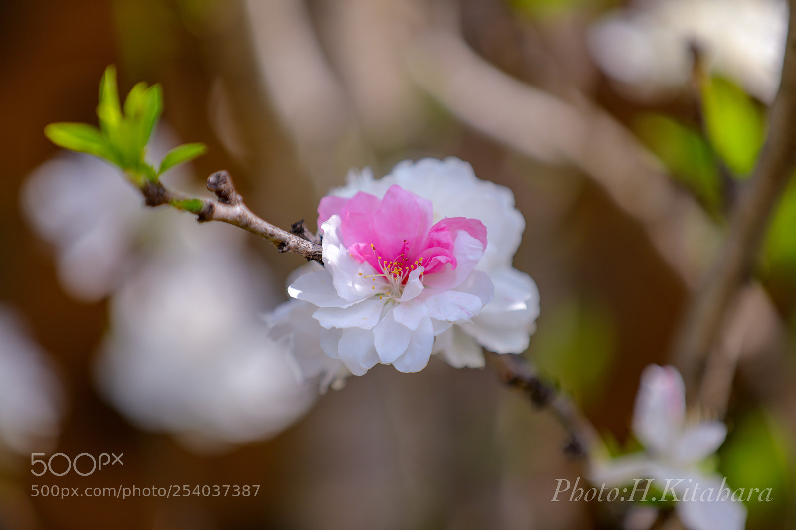 Canon EOS 5D Mark IV sample photo. Peach blossoms photography