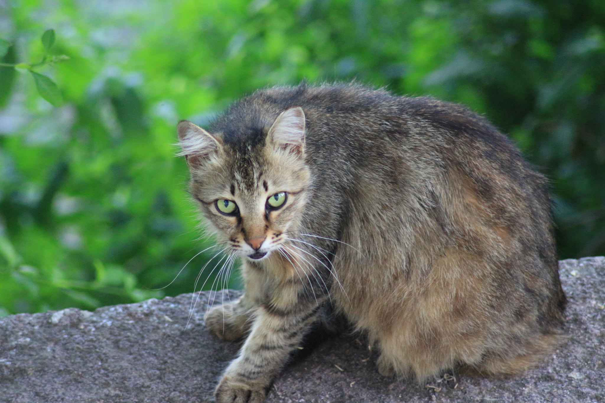 Canon EOS 700D (EOS Rebel T5i / EOS Kiss X7i) + Tamron AF 70-300mm F4-5.6 Di LD Macro sample photo. Wild cat in the garden photography