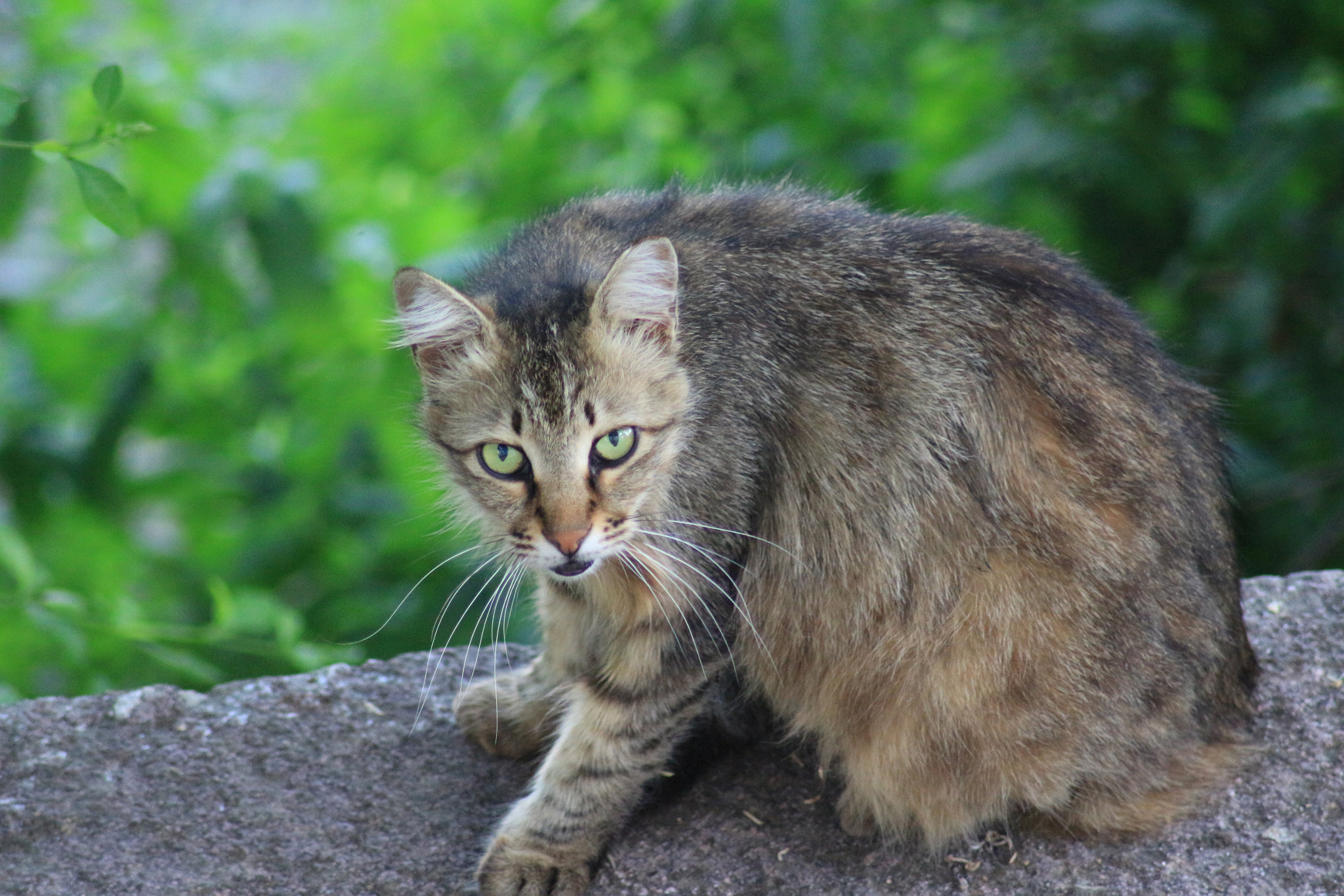 Canon EOS 700D (EOS Rebel T5i / EOS Kiss X7i) sample photo. Wild cat in the garden photography