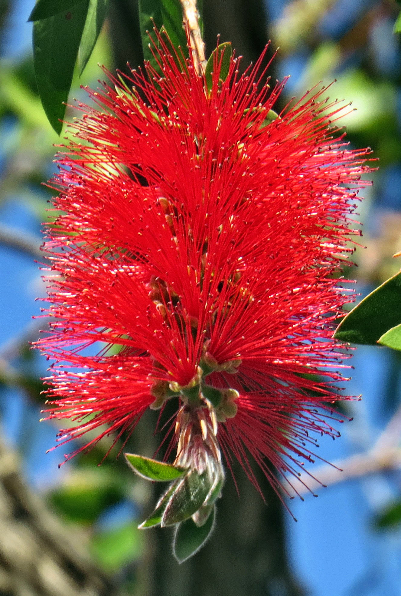 Canon PowerShot SX50 HS + 4.3 - 215.0 mm sample photo. Red bush flower photography