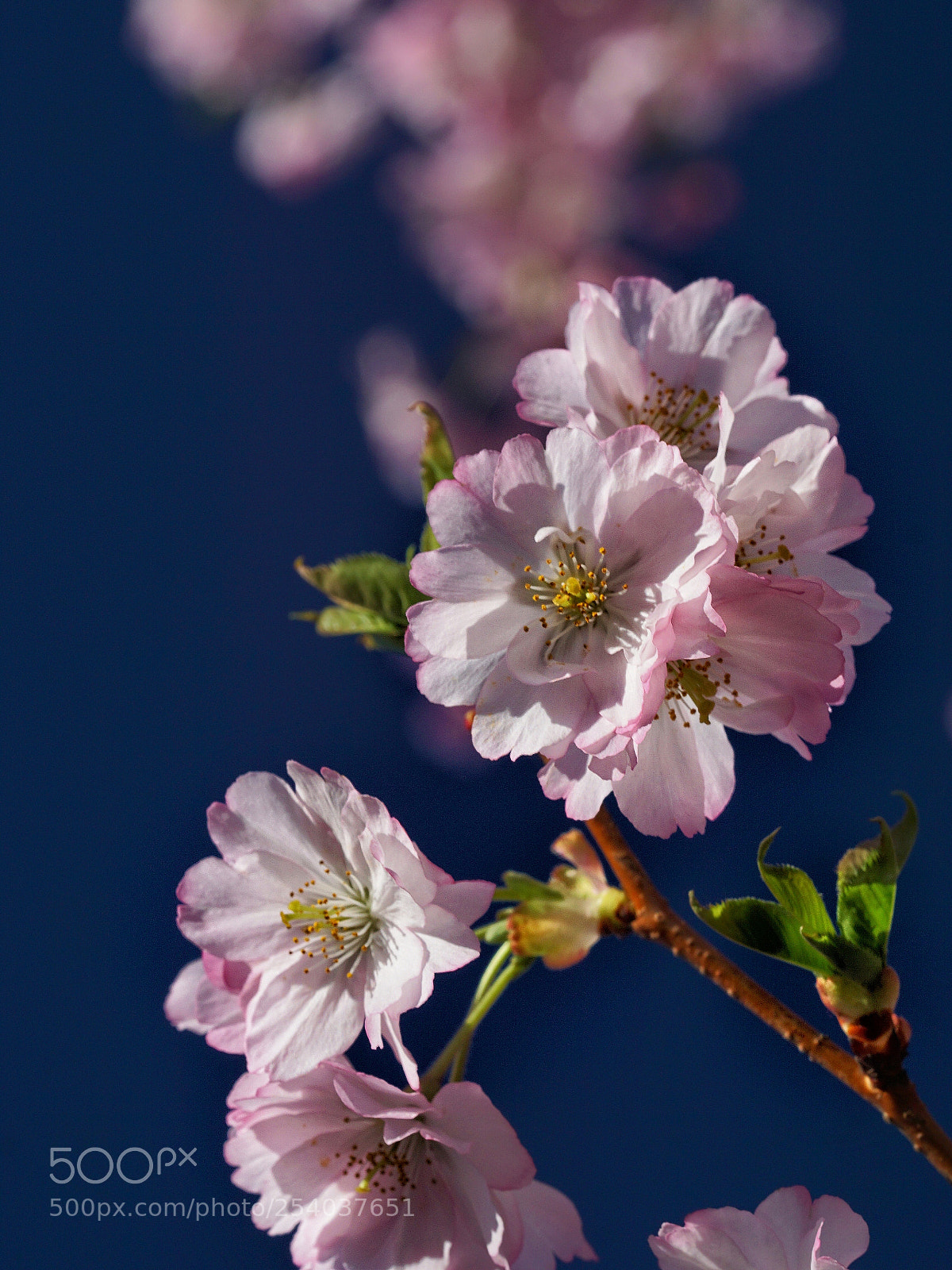 Sony a6000 sample photo. Cherry blossom photography
