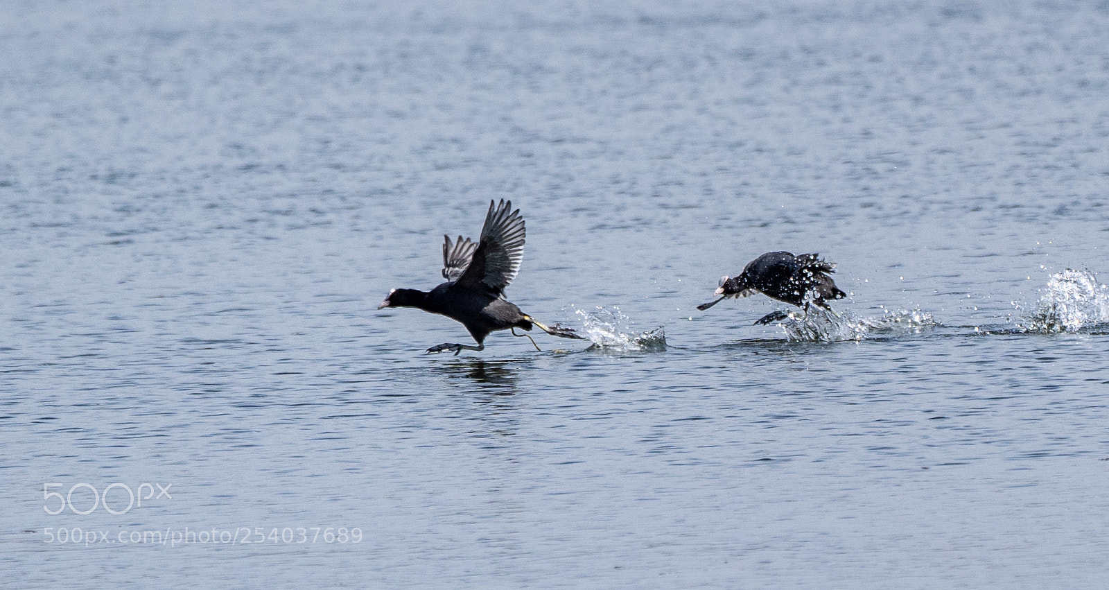 Sony a7 III sample photo. Walking on water photography