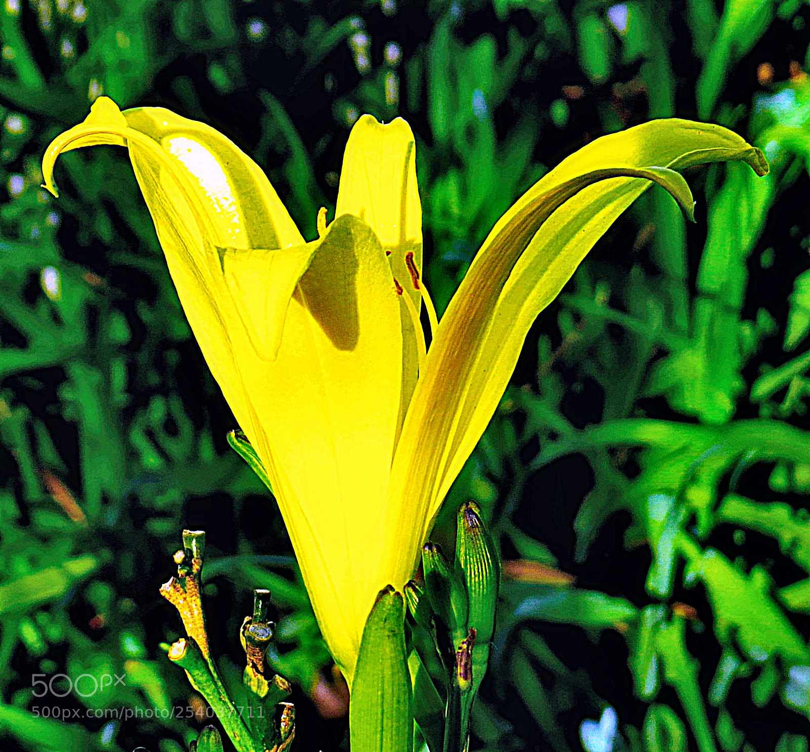 Canon PowerShot SX50 HS sample photo. A yellow flower in photography