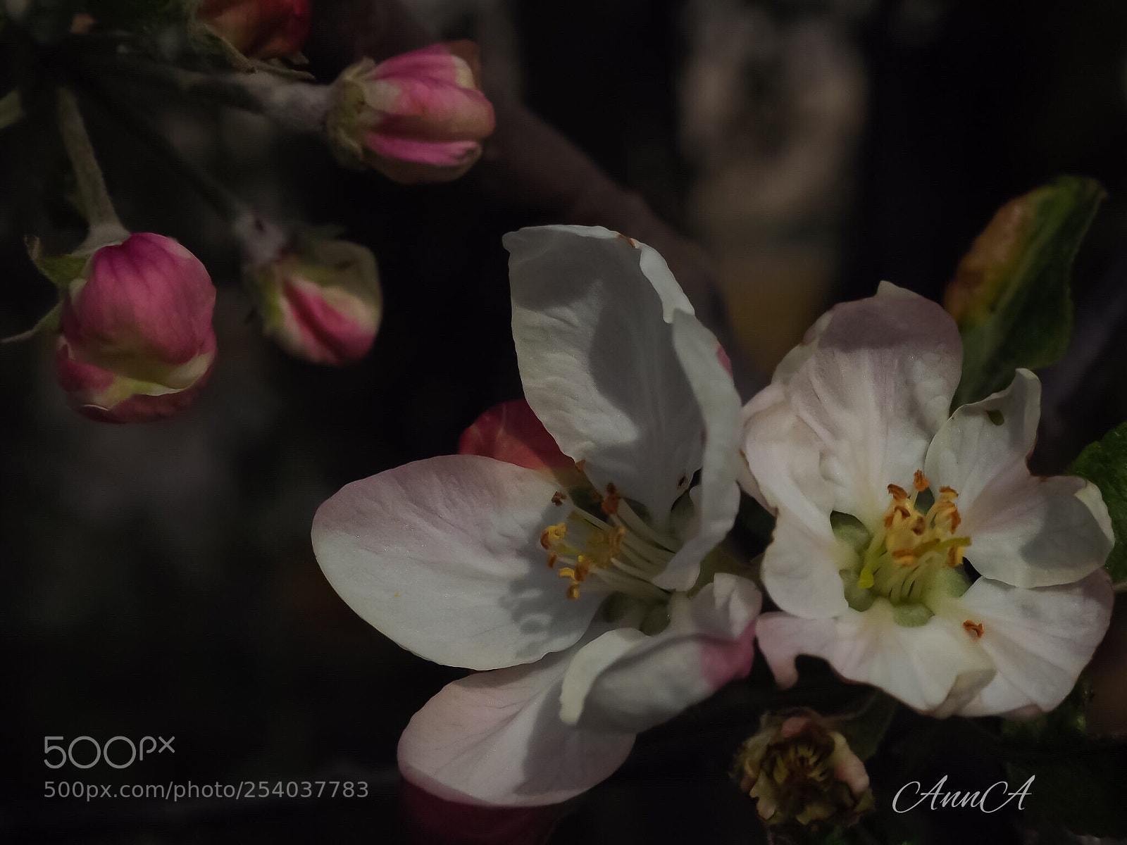 Olympus OM-D E-M10 II sample photo. Apple flowers... photography