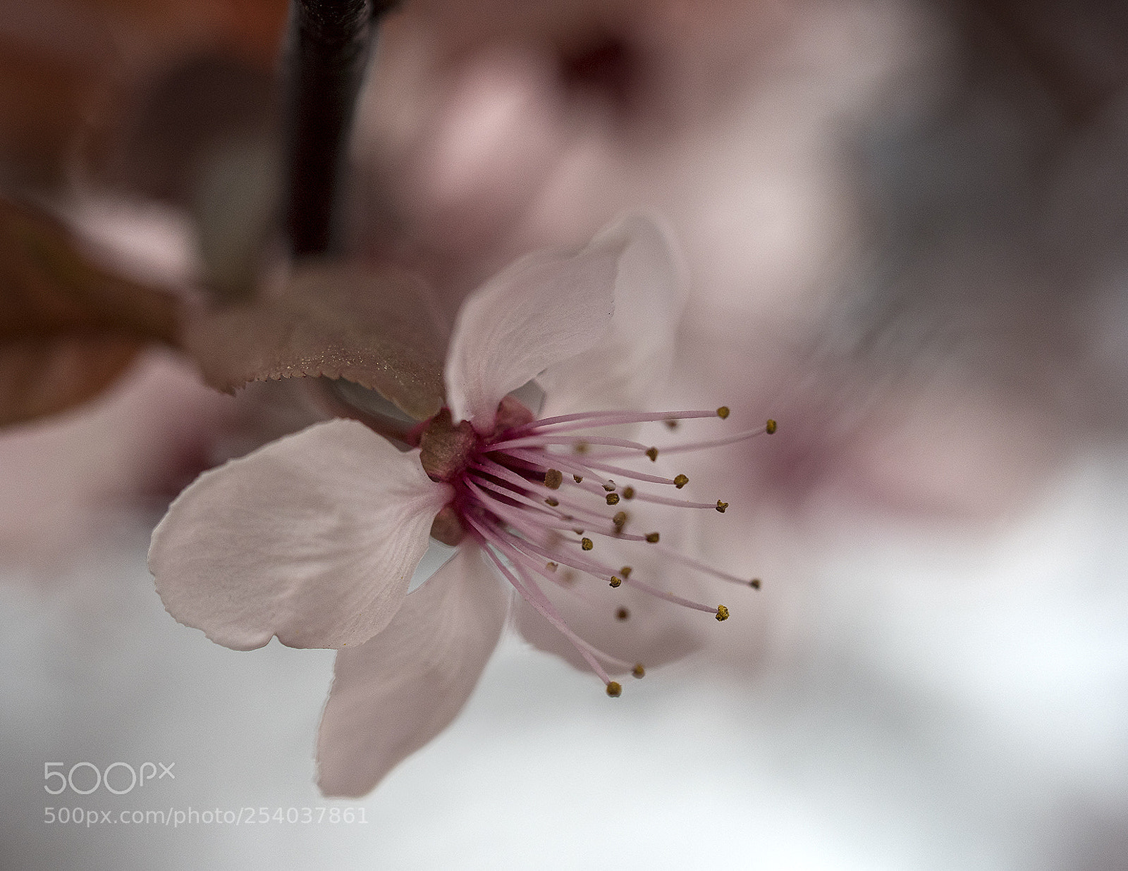 Olympus OM-D E-M5 II sample photo. Cherry blossoms photography