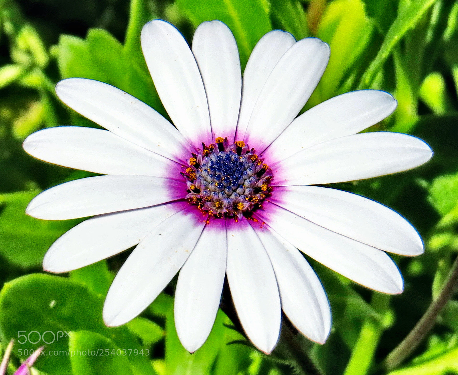 Canon PowerShot SX50 HS sample photo. A white and purple photography