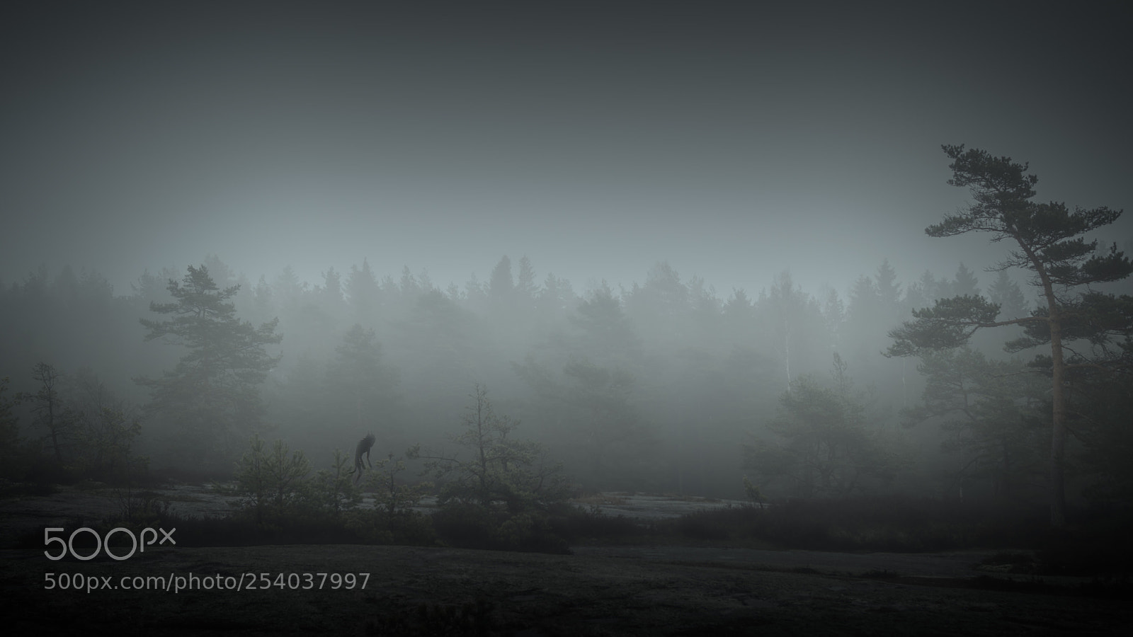 Sony SLT-A68 sample photo. Misty woods photography