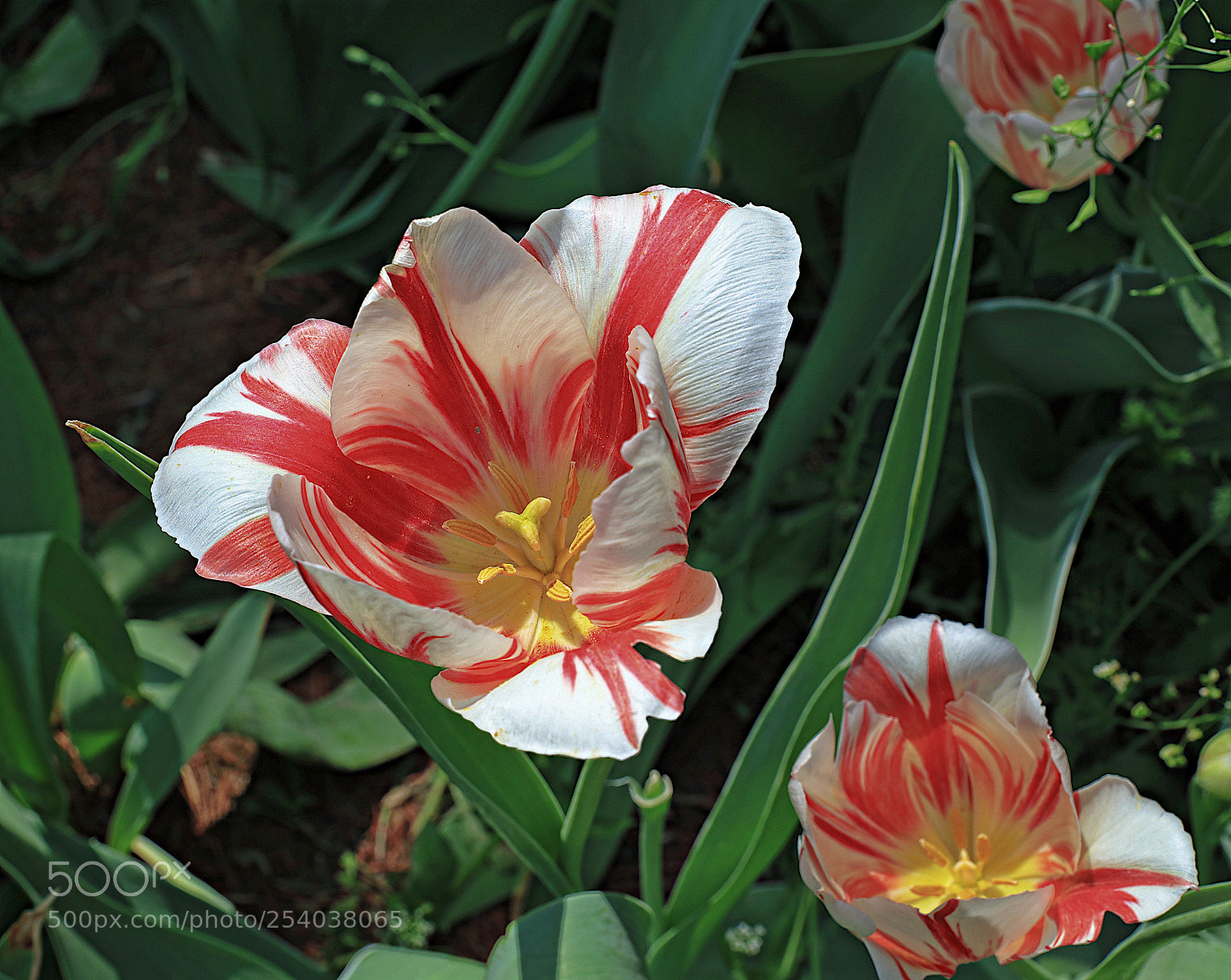 Canon EOS 5DS R sample photo. Untitled photography
