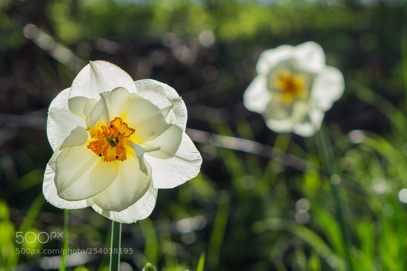 Sony a6000 sample photo. Zwei osterglocken photography