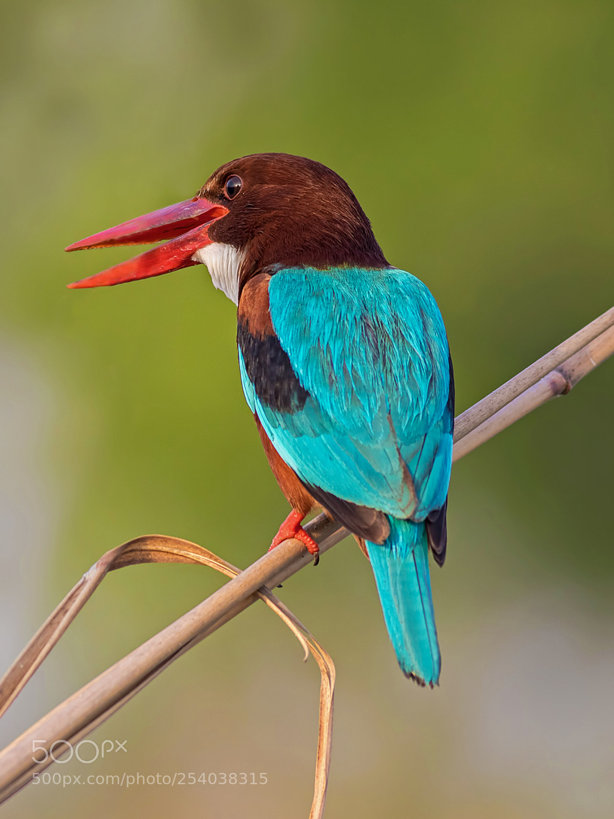 Canon EOS 7D Mark II sample photo. White throated kingfisher photography