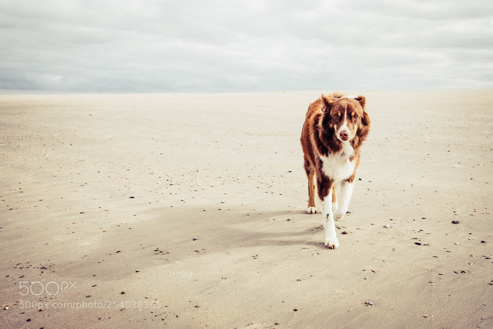 Fujifilm X-Pro2 sample photo. Onni am strand photography
