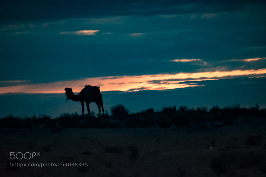 Nikon D5600 sample photo. Le désert tunisien photography