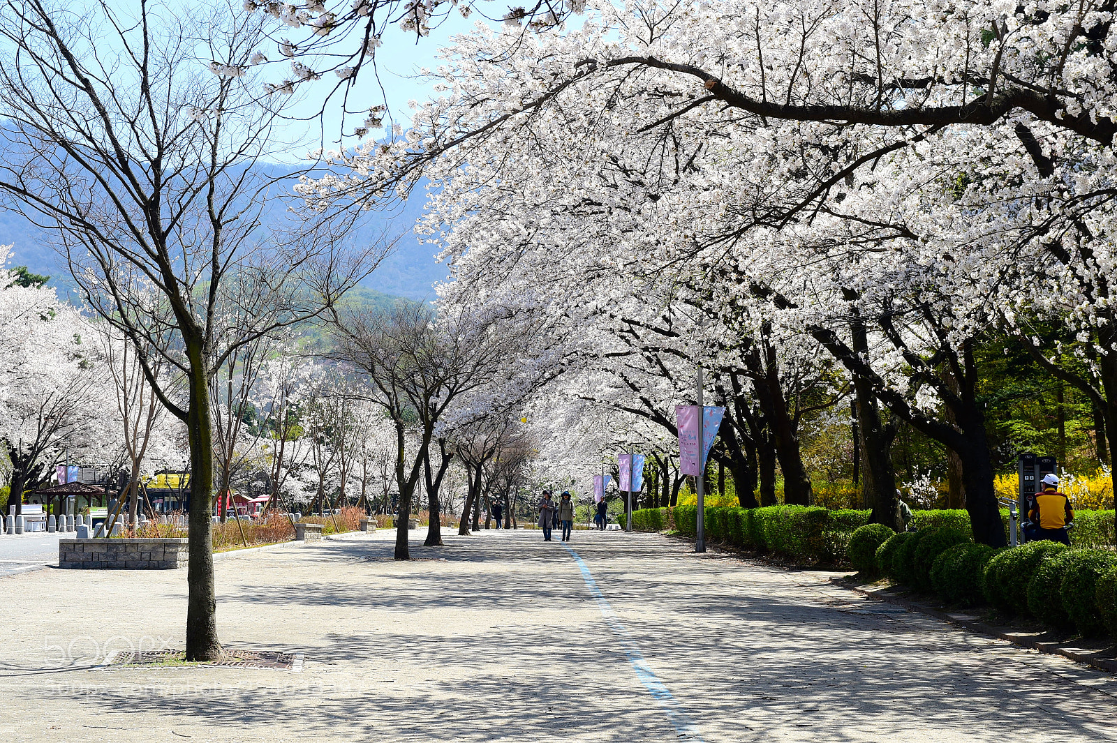 Nikon D4S sample photo. Spring in seoul photography