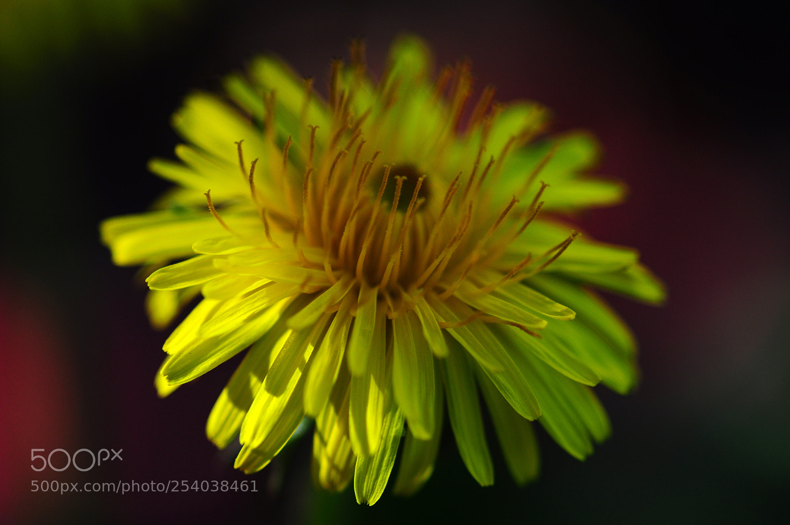Nikon D90 sample photo. Vegetal sun photography