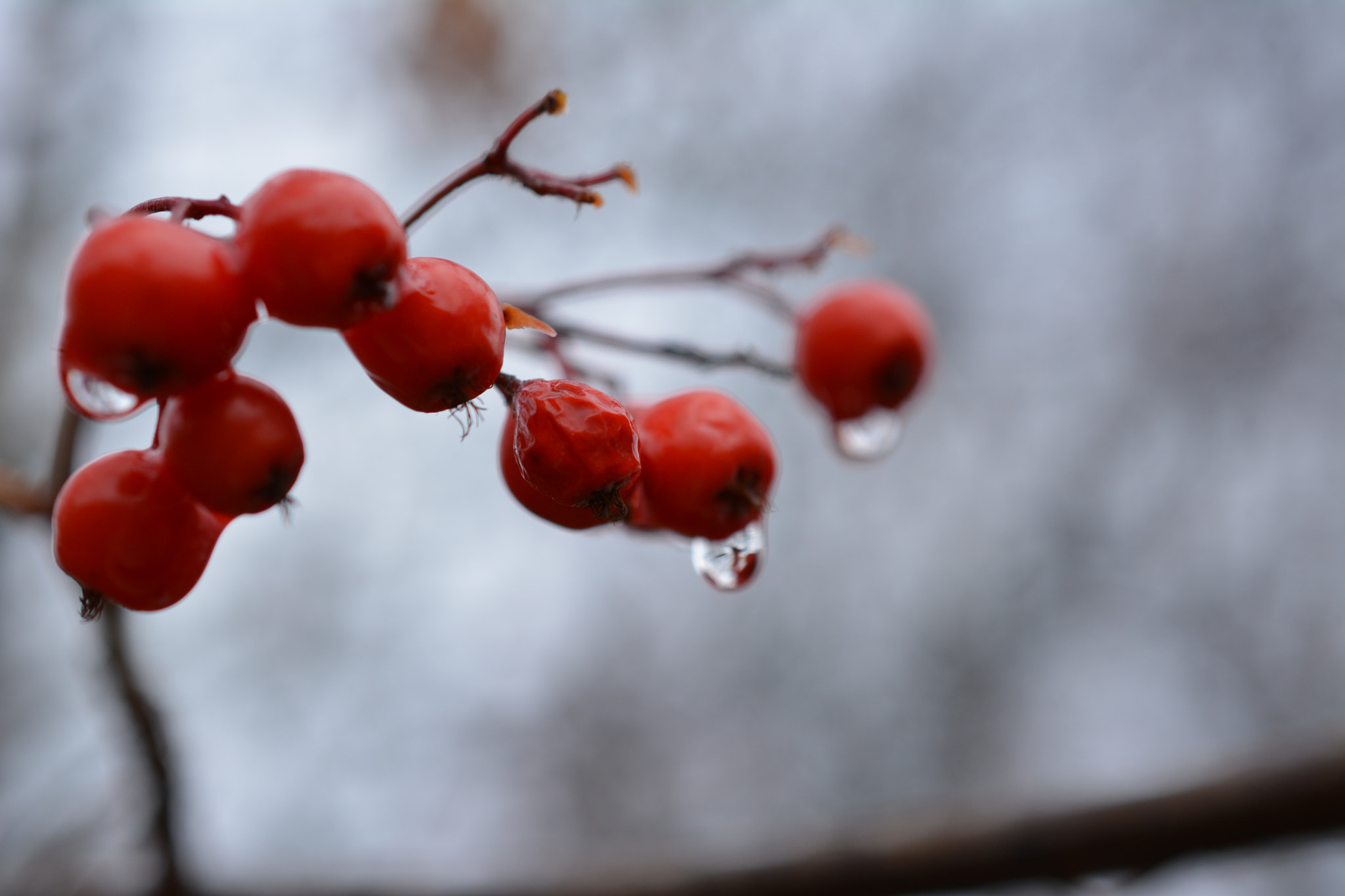 Nikon AF-S DX Micro Nikkor 40mm F2.8 sample photo. Foggy beries photography