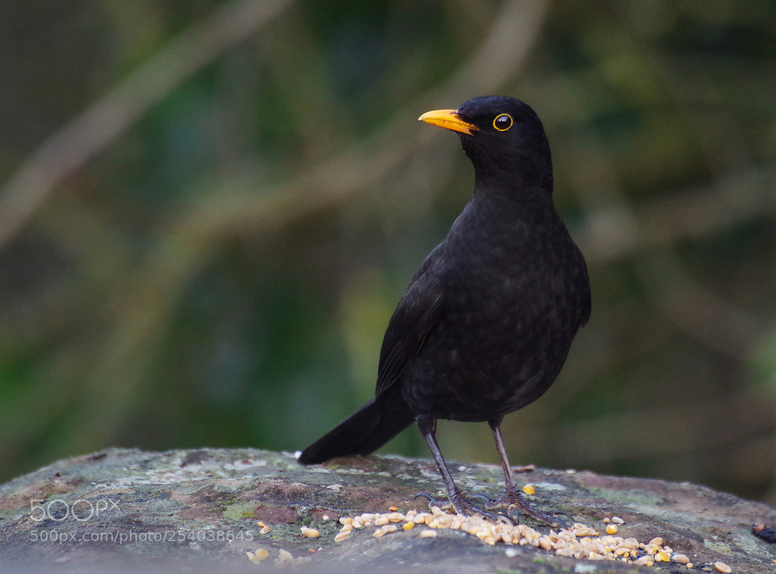 Pentax K-30 sample photo. Hungry blackbird photography
