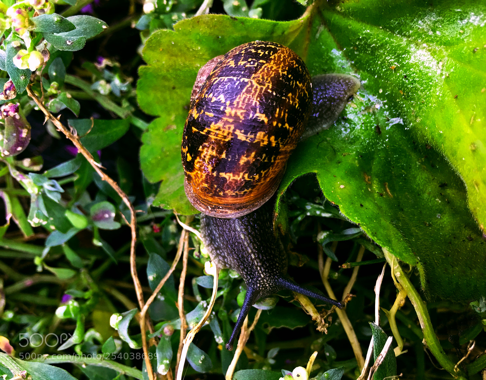 Apple iPhone 6s Plus sample photo. Caracol photography