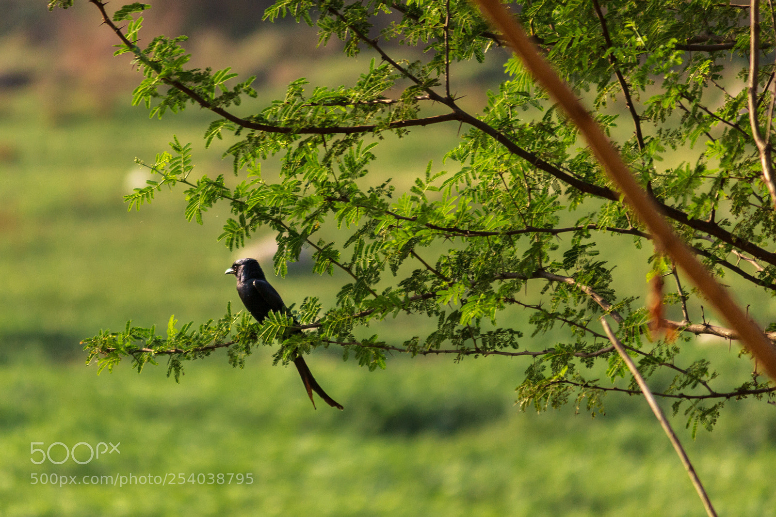 Canon EOS 600D (Rebel EOS T3i / EOS Kiss X5) sample photo. Black drongo bird photography