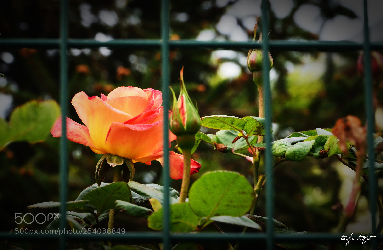 Nikon D5200 sample photo. Captivity love photography