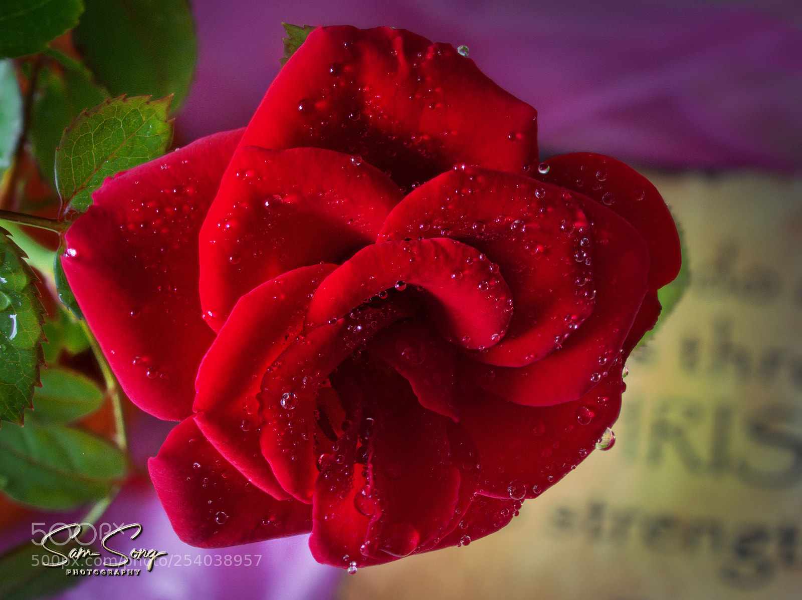 Olympus OM-D E-M10 III sample photo. Red flower photography