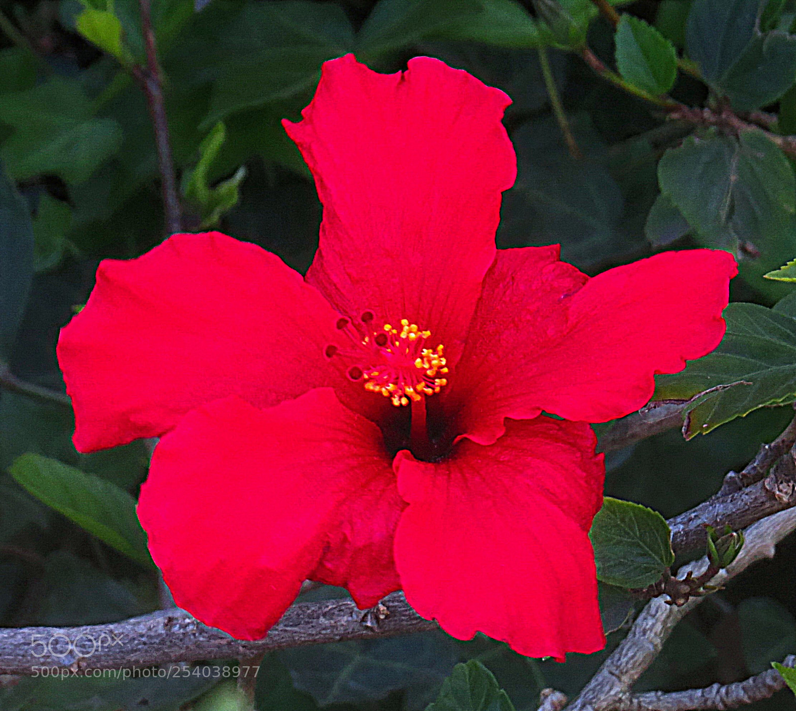 Canon PowerShot SX50 HS sample photo. A red hibiscus flower photography