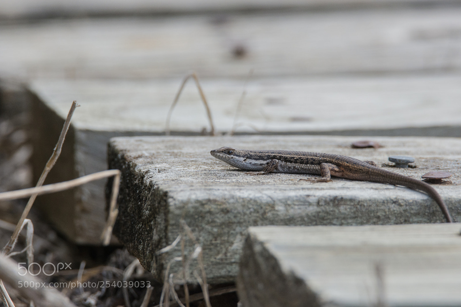 Nikon D7200 sample photo. Cape skink photography