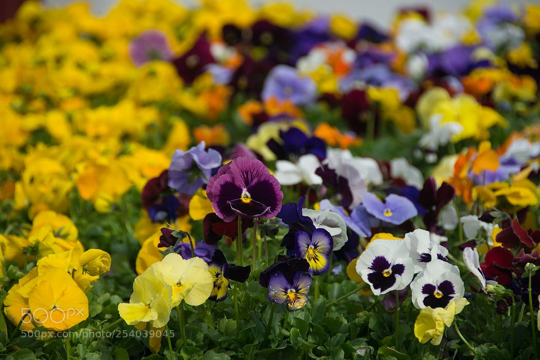 Nikon D7100 sample photo. Colorful pansies photography