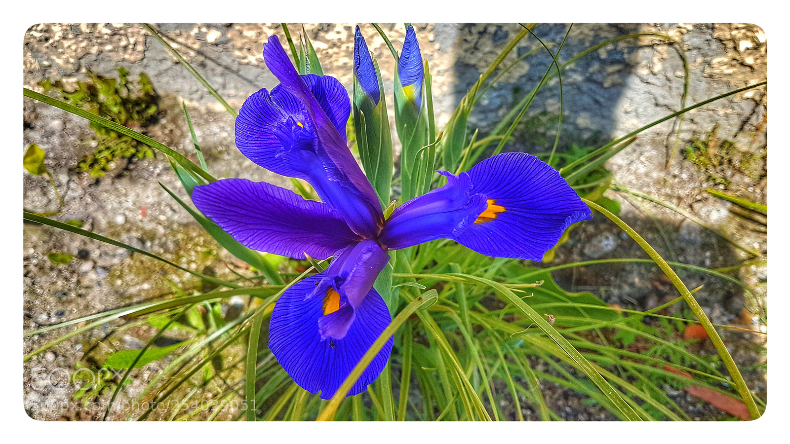 Samsung Galaxy S7 Edge sample photo. Azul intenso photography